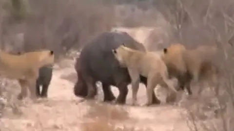 CLIP: Bị đàn sư tử tấn công, mẹ con hà mã làm ra hành động gây 'sốc'
