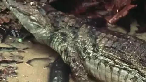 CLIP: Liều lĩnh săn lươn điện, cá sấu Caiman bị điện giật cứng đơ, suýt mất mạng