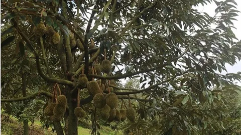 Sầu riêng Đam Rông: Từ hương vị đặc trưng đến bước tiến khẳng định thương hiệu