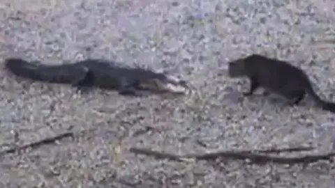 CLIP: Bị mèo nhà 'viếng thăm', cá sấu nhận cái kết 'muối mặt'