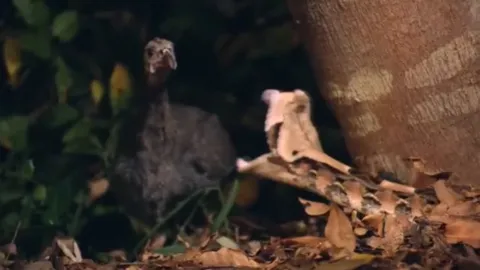 CLIP: Rắn lục Gaboon hạ gục gà sao bằng cú cắn chí mạng