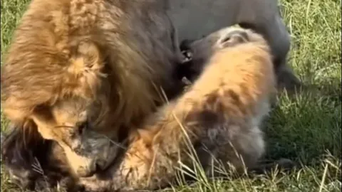 CLIP: ‘Vua sư tử’ điên cuồng trút giận khi bị linh cẩu trắng trợn cướp mồi