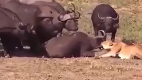 CLIP: 'Nghẹt thở' xem đàn trâu rừng giải cứu đồng loại khỏi nanh vuốt sư tử