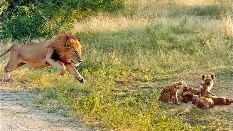 CLIP: Sư tử đực tung đòn chớp nhoáng khiến linh cẩu tử nạn chỉ trong ‘một nốt nhạc’