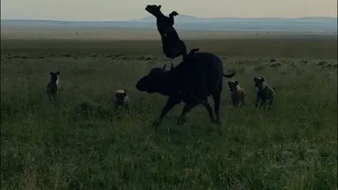 CLIP: Trâu rừng mẹ phòng ngự vụng về, không thể bảo vệ con trước bầy linh cẩu