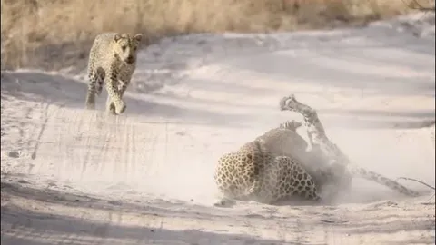 CLIP: Báo hoa mai hạ sát đồng loại bằng cú cắn chí mạng