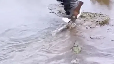 CLIP: Đại bàng suýt bỏ mạng vì lao xuống sông cướp mồi của cá sấu