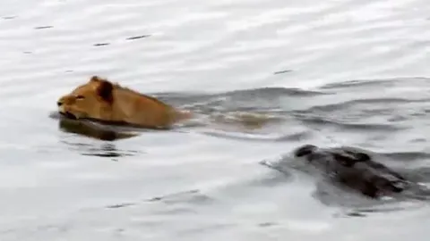 CLIP: Vượt sông mùa nước ngập, sư tử bị cá sấu truy sát