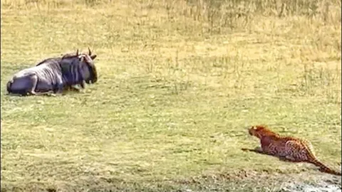 CLIP: Báo hoa mai tấn công bất ngờ, đoạt mạng linh dương đầu bò