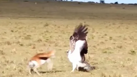 CLIP: Linh dương mẹ bất chấp hiểm nguy chiến đấu với đại bàng để cứu con 