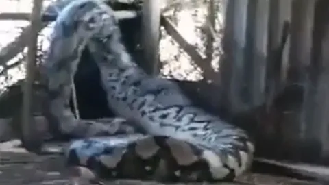 CLIP: Trăn khổng lồ nhận 'quả báo' sau khi nuốt trộm dê của nông dân 