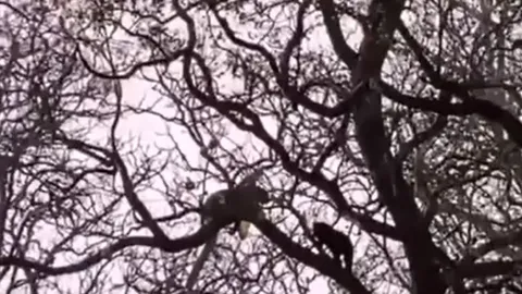 CLIP: 'Nín thở' xem màn tử chiến của báo đen và báo hoa mai trên ngọn cây