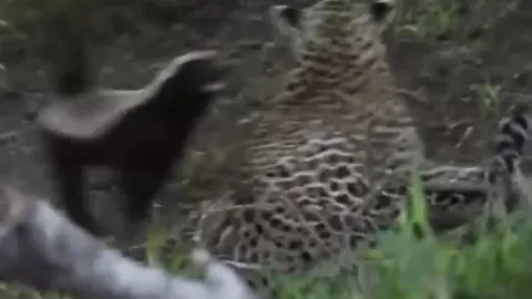 CLIP: Lửng mật mẹ xả thân cứu con thoát khỏi nanh vuốt báo hoa mai