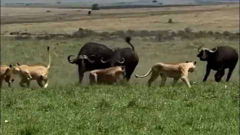 CLIP: Trâu rừng dũng mãnh phản công khiến sư tử hoảng loạn bỏ chạy