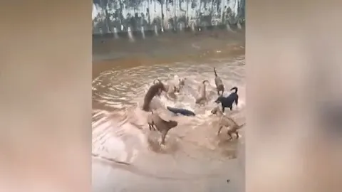 CLIP: Rái cá đơn độc tử chiến 9 con chó dữ giữa kênh nước