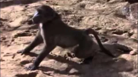 CLIP: ‘Chết cười’ trước cảnh động vật say xỉn vì loại 'rượu' đặc biệt trong tự nhiên