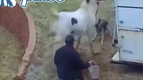 CLIP: Chó Pitbull liều mạng tấn công ngựa và cái kết nhớ đời