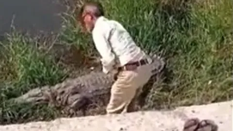 CLIP: Say rượu, người đàn ông coi cá sấu là mẹ và phản ứng khó tin của 'chúa tể đầm lầy'