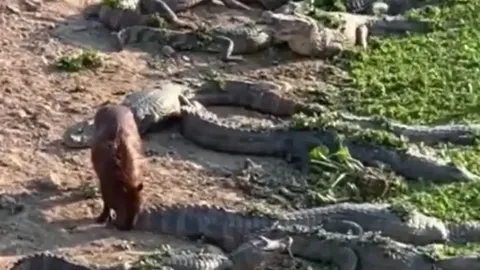 CLIP: Chuột lang nước ung dung đi giữa 100 con cá sấu và kết cục ngỡ ngàng