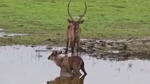 CLIP: Bị cả đồng loại lẫn cá sấu tấn công, linh dương non vẫn thoát chết ngoạn mục