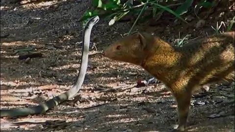 CLIP: Cầy mongoose hạ sát rắn độc mamba trong 'nháy mắt'