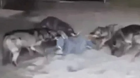 CLIP: Bị cả đàn sói tấn công dữ dội, người đàn ông vẫn thoát hiểm ấn tượng