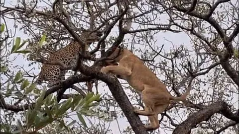 CLIP: Sư tử bất ngờ trình diễn khả năng leo cây, ác chiến với báo hoa mai