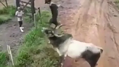 CLIP: Tấn công bò đực, 2 chú chó bị phản đòn thảm hại