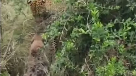 CLIP: Khoảnh khắc nghẹt thở trong cuộc tử chiến giữa báo hoa mai và linh cẩu