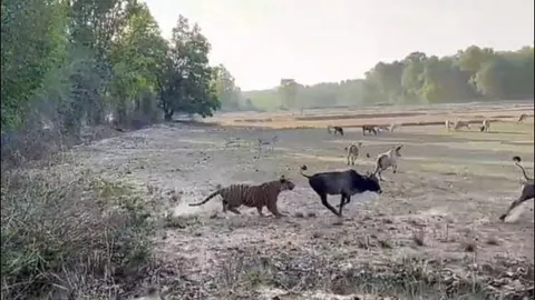 CLIP: Hổ dữ lao ra đồng, trộm bò của nông dân