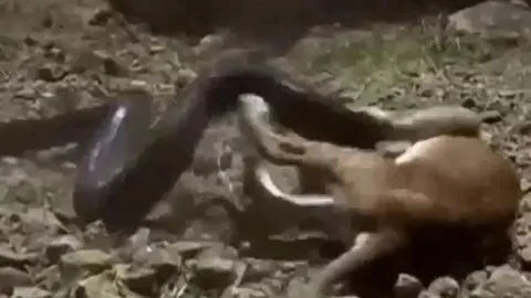 CLIP: Sư tử con dại dột tấn công trăn đá và cái kết 'nghẹt thở'