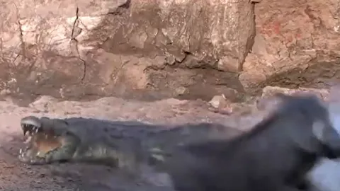 CLIP: Mai phục kỹ lưỡng, cá sấu vẫn nhận cái kết ê chề trước lợn rừng và hươu sao