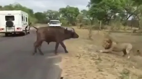 CLIP: Dại dột thách thức sư tử, trâu rừng nhận cái kết 'đắng'