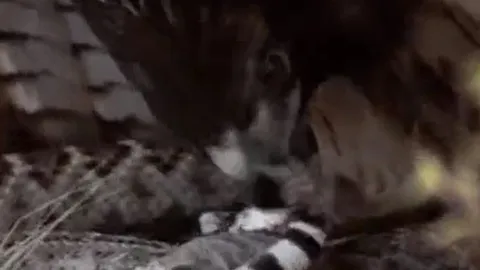 CLIP: Vừa săn được sóc đất, rắn đuôi chuông đã trở thành bữa ăn cho diều hâu