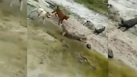 CLIP: Chạm trán đàn chó nhà, kỳ đà nhận cái kết thảm