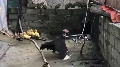 CLIP: Mò vào chuồng săn gà con, rắn hổ mang bị gà mẹ tung ‘liên hoàn cước’