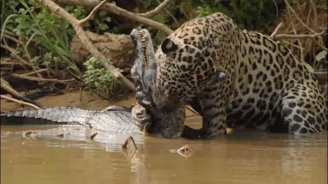 CLIP: Khoảnh khắc báo đốm tung đòn hạ sát cá sấu sau cuộc 'thủy chiến' kịch tính