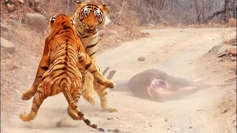 CLIP: Săn được mồi ‘khủng’, hổ dữ vẫn phải nhịn đói vì nguyên nhân bất ngờ