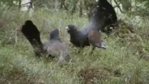 CLIP: Đang quyết đấu, gà gô bất ngờ thành mồi cho “kẻ thứ ba”