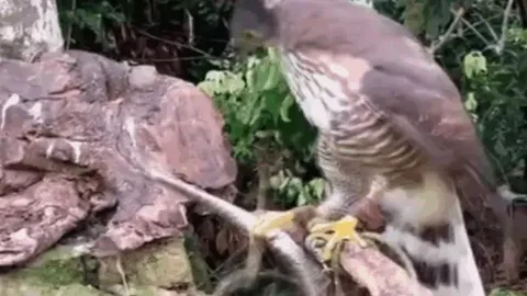 CLIP: Rắn độc bị diều hâu mổ mù mắt trong cuộc chiến sinh tồn khốc liệt