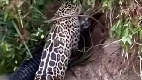 CLIP: Báo đốm lao xuống sông, hạ gục cá sấu trong tích tắc