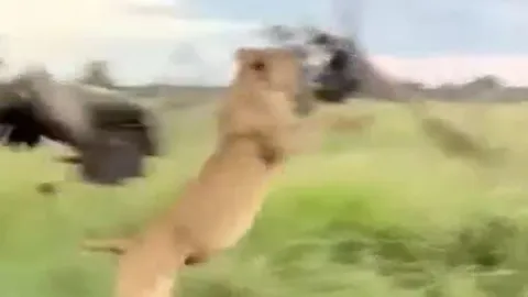 CLIP: Liều lĩnh cướp thức ăn thừa của sư tử, kền kền phải trả giá bằng cả tính mạng