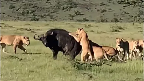 CLIP: Trâu rừng ác chiến giành sự sống trước bầy sư tử