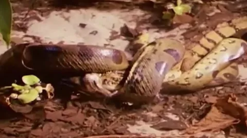 CLIP: Trăn anaconda khổng lồ lặng lẽ mai phục, hạ cá sấu caiman trong tích tắc