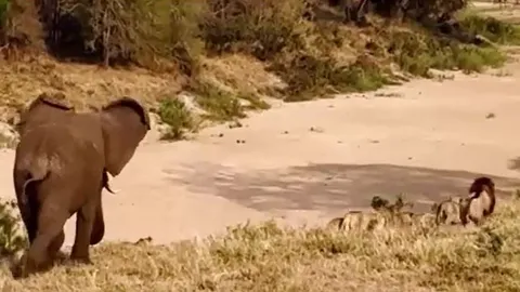 CLIP: Đang nghỉ ngơi, đàn sư tử bỗng vội vã tháo chạy khi con vật này xuất hiện