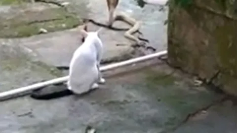 CLIP: Mèo xem rắn hổ mang 1,2 mét như đồ chơi, hành đối thủ cả giờ đồng hồ