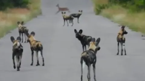 CLIP: Bị đàn chó hoang dàn trận chặn đường, linh dương vẫn khiến kẻ đi săn 'ôm hận'