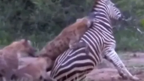 CLIP: Ngựa vằn vùng vẫy tuyệt vọng giữa vòng vây của linh cẩu