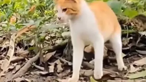 CLIP: Mèo né đòn ngoạn mục trước cú tấn công chớp nhoáng của rắn