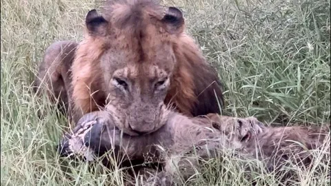 CLIP: Liều lĩnh cướp mồi của 'vua đồng cỏ', linh cẩu nhận kết cục thảm khốc